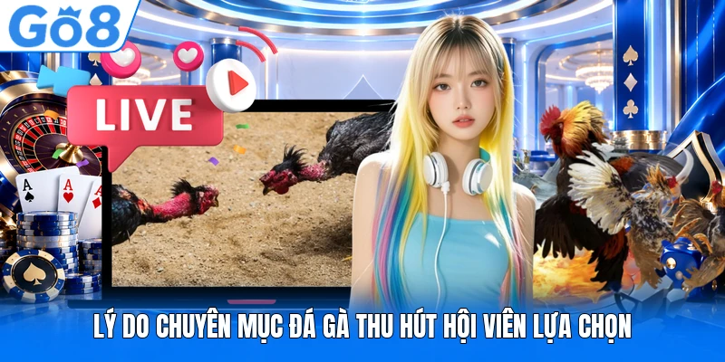 Lý do chuyên mục đá gà thu hút hội viên lựa chọn